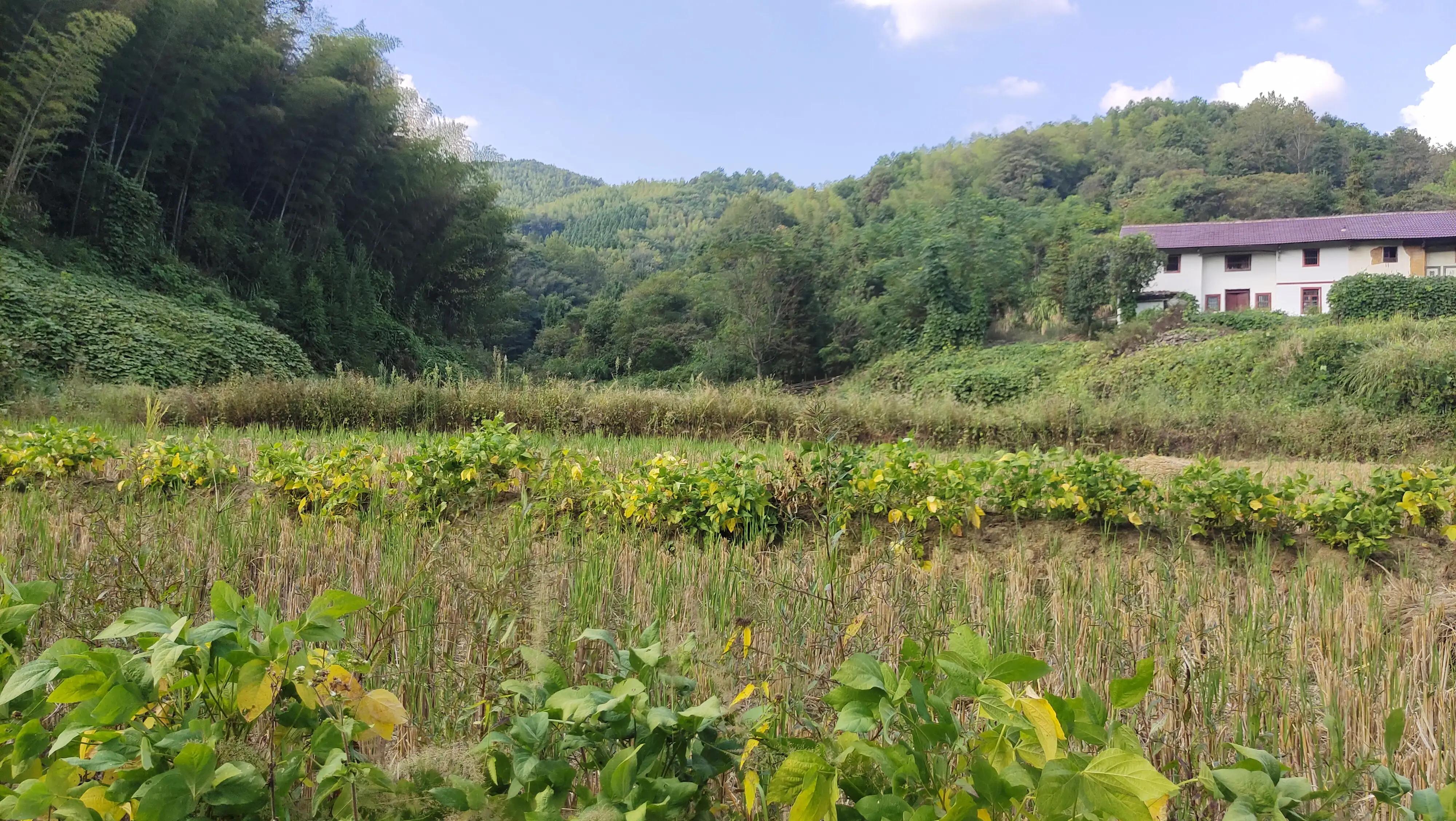 近水遥山皆有情，怀念家乡的童年与旧人