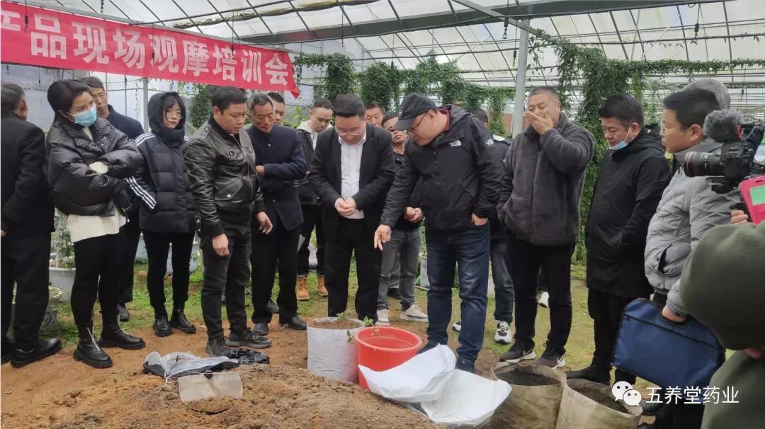 遂昌三叶青——走进中医药现代化产业化新领域