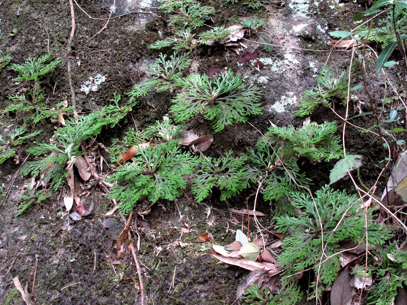 野生铁皮石斛的生境和伴生植物照片集