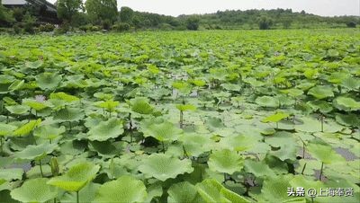 持中高考准考证免费入园，用美景开启暑假新生活