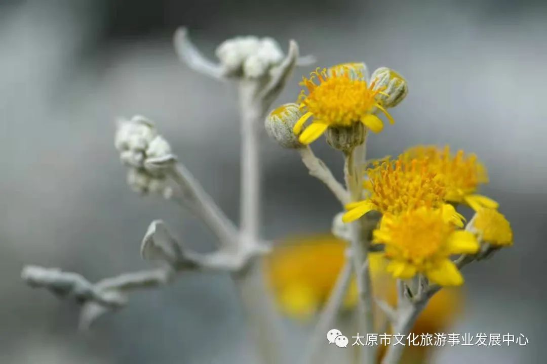 线上展览|“山河春意 锦绣太原——花的世界”主题摄影线上图片展（十一）