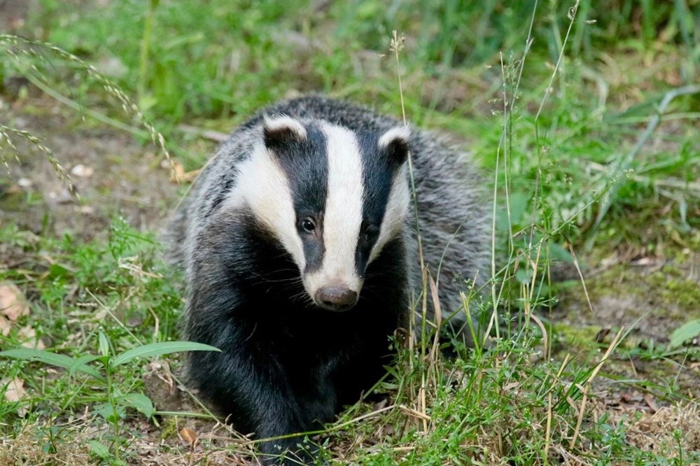 猹真实图片(猹现身大黑山) - 赤虎壹号