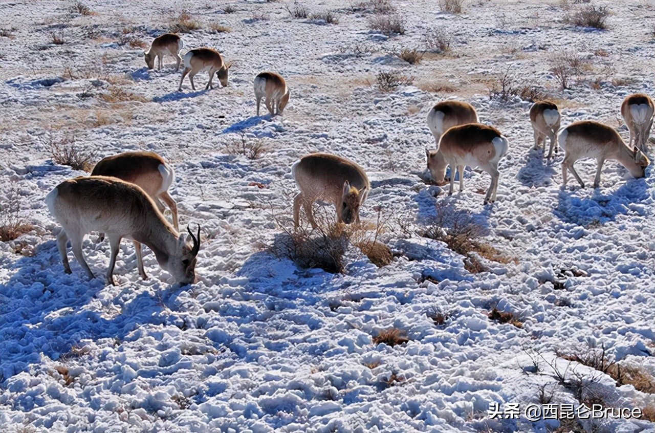 锡林郭勒出现上万只野生黄羊,地震前夕从青海而来?