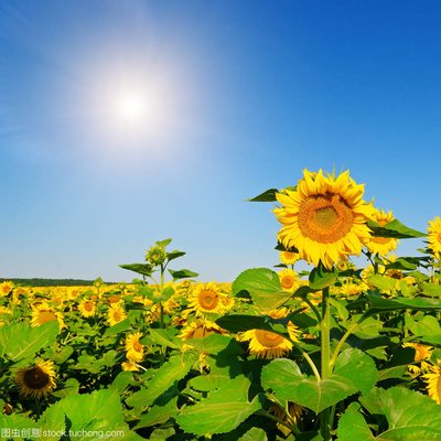传说故事：更无柳絮因风起，惟有葵花向日倾——向日葵