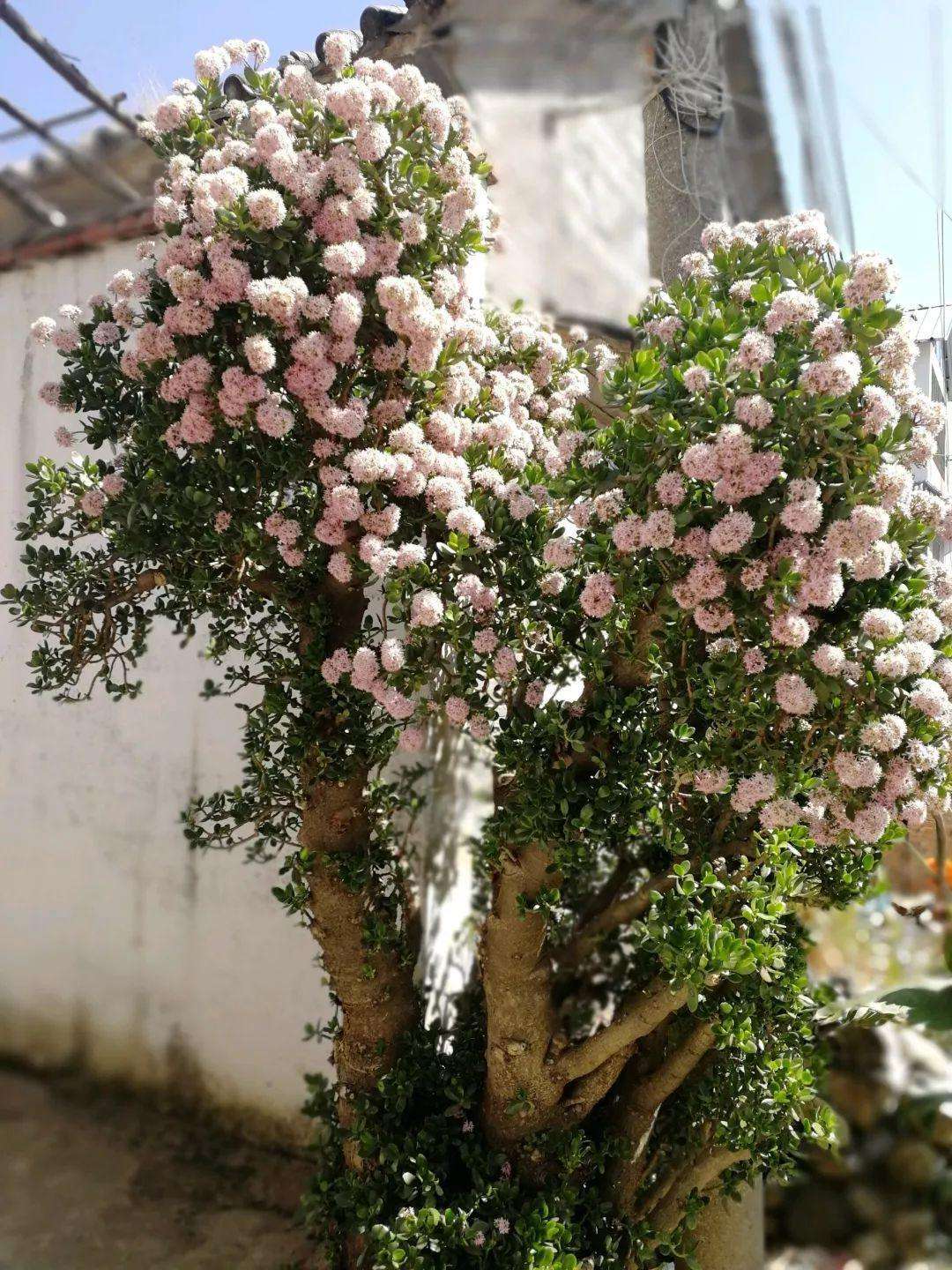 很多人家都养的“镇宅花”，高大又霸气，听名字就有安全感