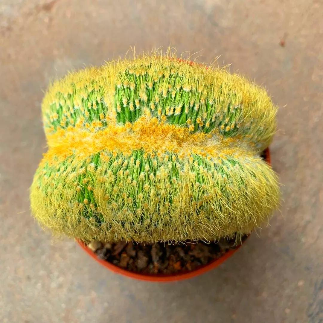 这刺可真长啊73,般若仙人球74,euphorbia bupleurifolia铁甲麒麟75