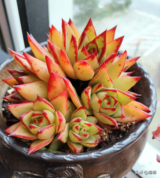 给足光照口红是非常喜欢阳光的多肉植物,接受越多的光照,口红的叶片越