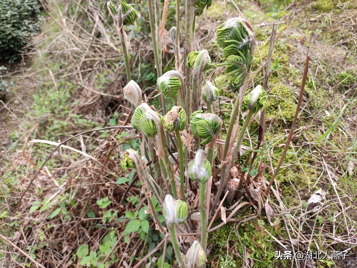 农村100种野菜图片名单 农村能吃的野菜100种-诚智百科网