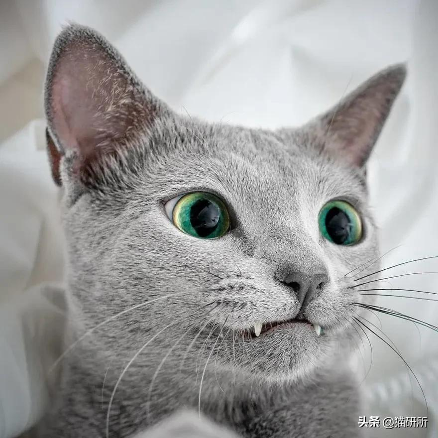 猫咪这么可爱!居然要制裁TA