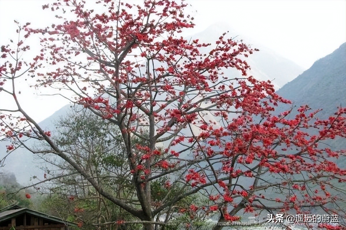 根，紧握在地下；叶，相融在云里；舒婷，爱情的模样