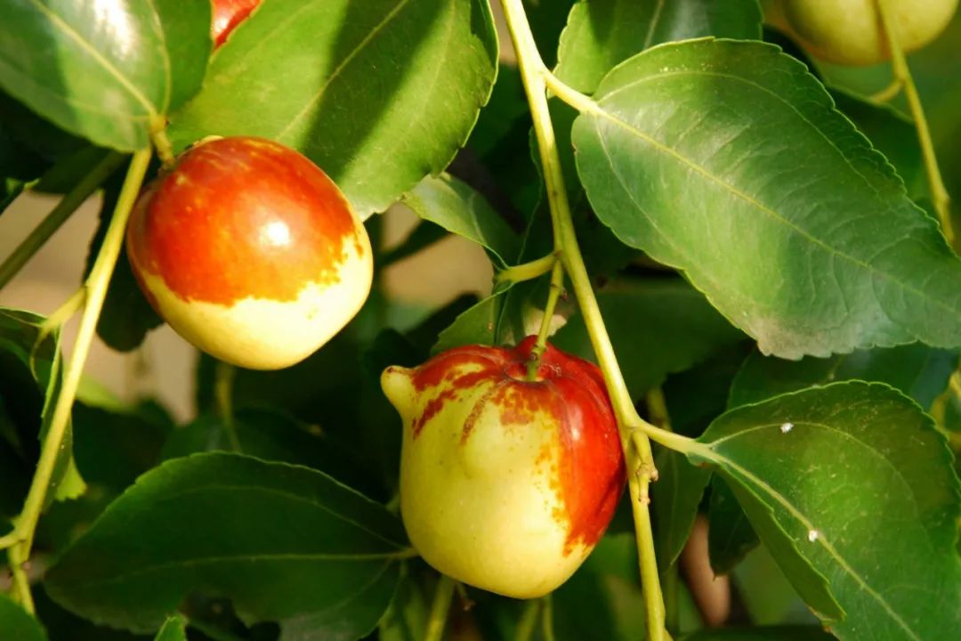 关于枣的知识点,你了解多少?