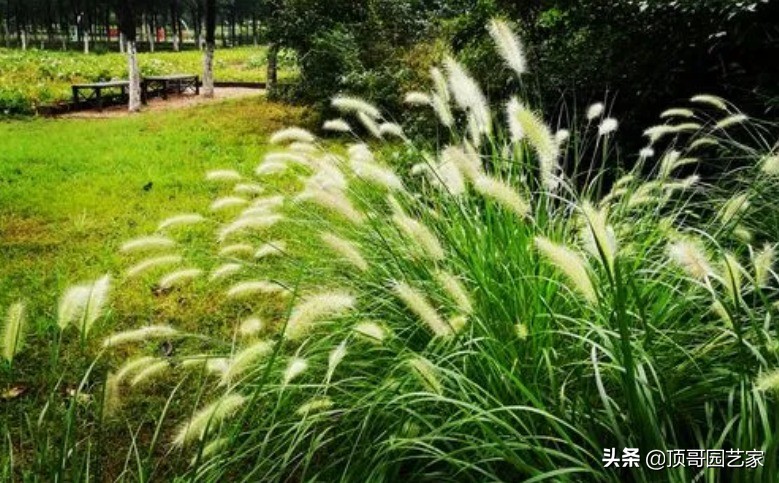 观赏草品种大全（6种高颜值观赏草详细介绍）