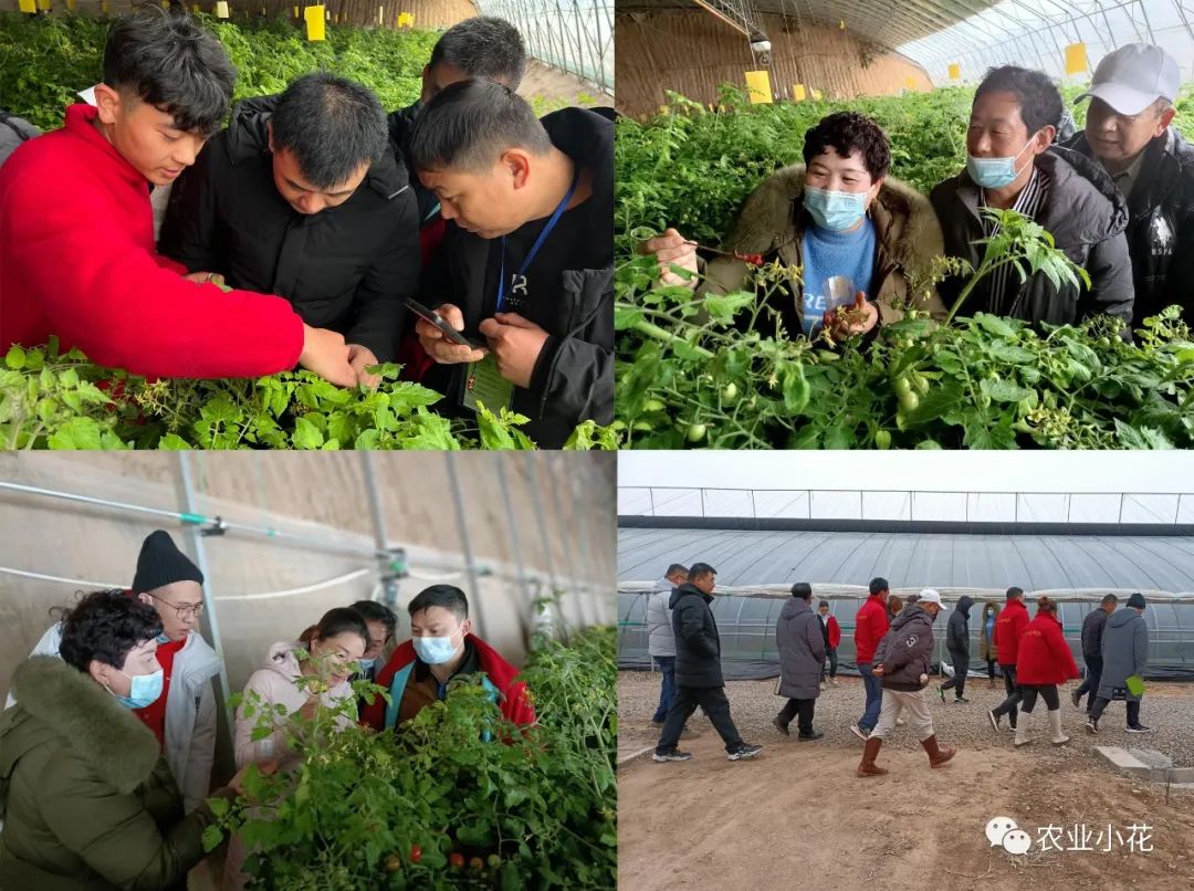 中国（寿光）第48期中荷无土栽培蔬菜种植培训班圆满结束