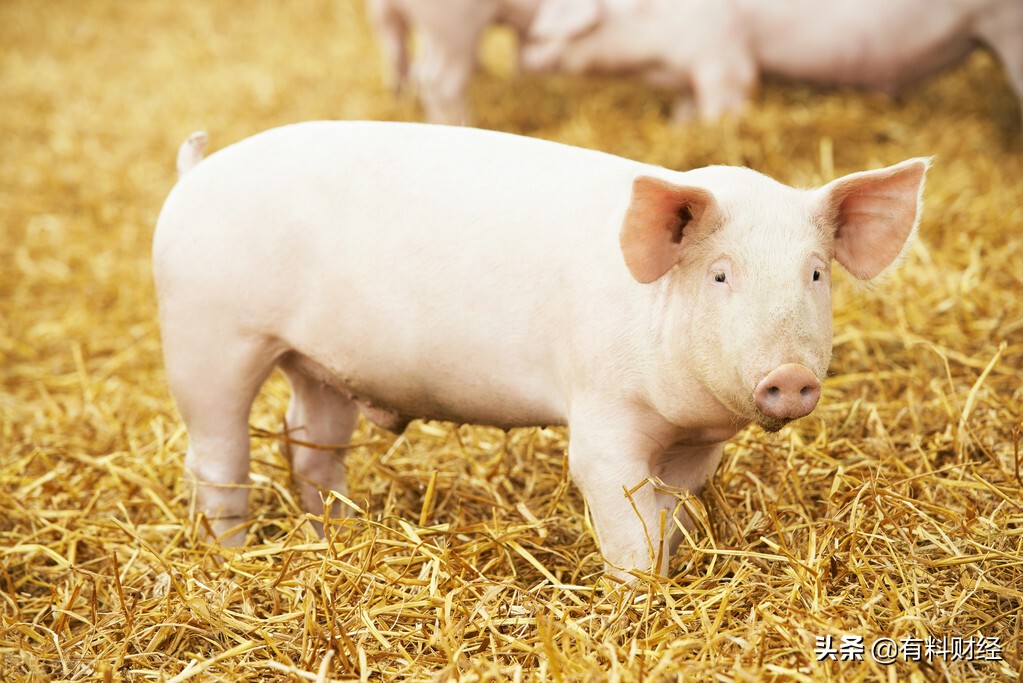 今日全国猪肉价格最新信息：2022年3月21日，生猪价格进入5元时代