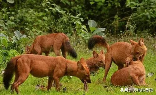 祁连山发现8只“红狗”！被称为猛兽之首，它真敢猎杀老虎？