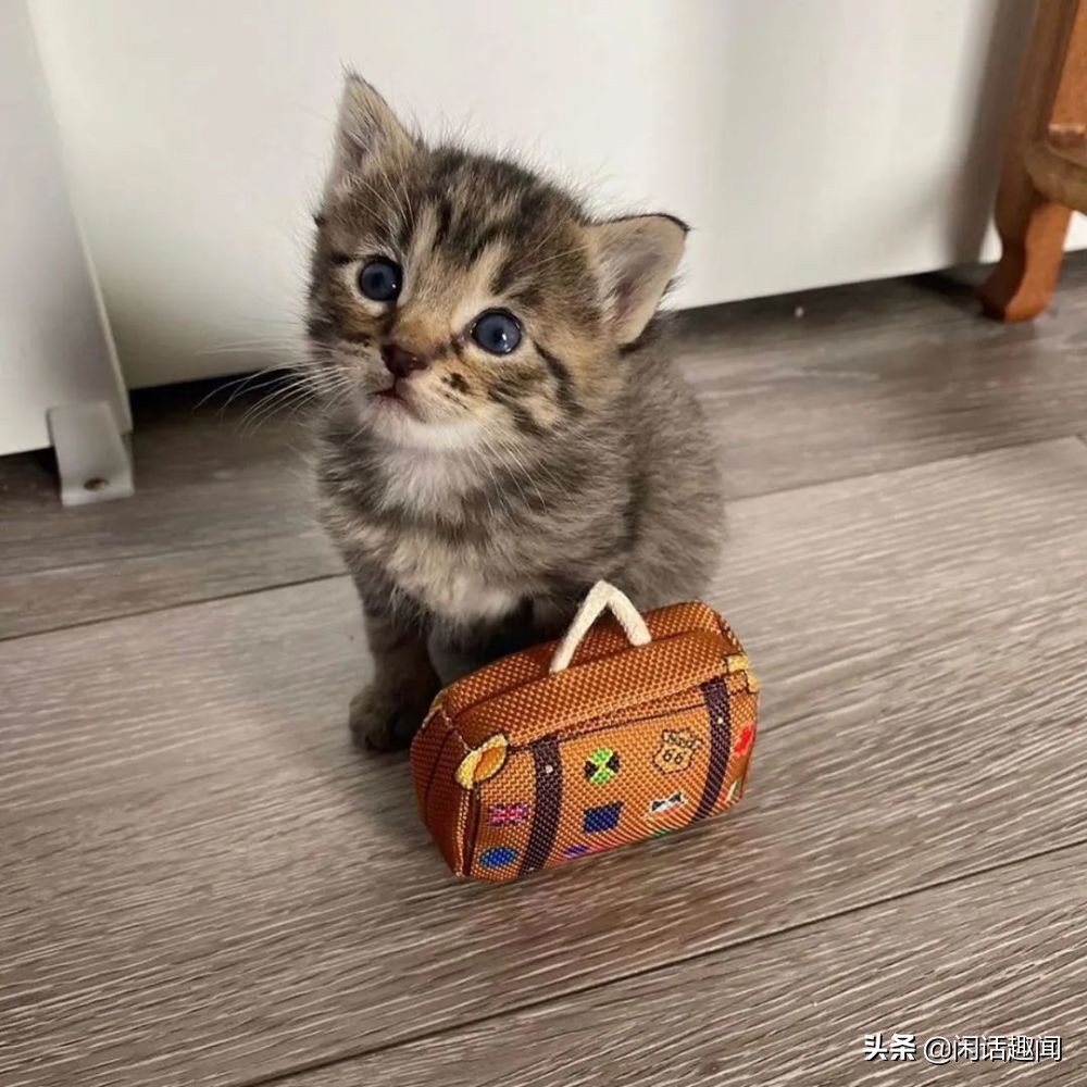 看这只猫咪不甘心的样子,看到它的模样,好像我也有被它鼓舞到!