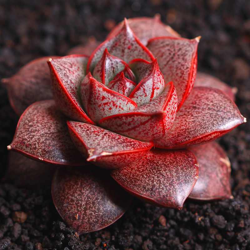 35,大和锦34,条纹十二卷33,茜之塔32,姬秋丽31,虹之玉锦30,筒叶花月29