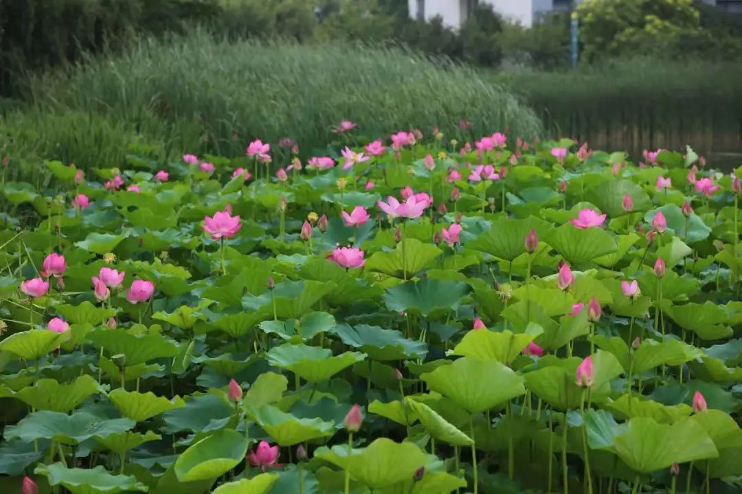 集五湖四海美味，拥四季如画美景！辽宁这所“百年名校”值得报考！