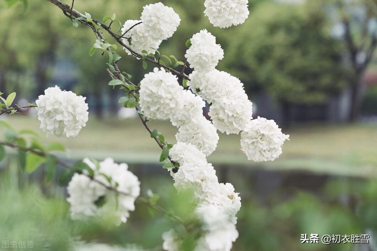 晚春绣球花诗词六首：疑是琼瑶初琢就，一团香雪滚春风