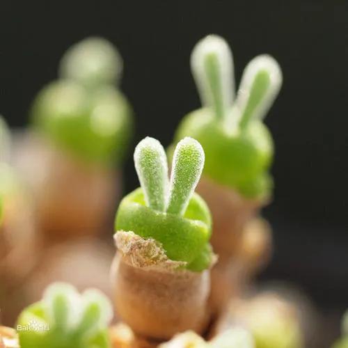 農業種植項目,