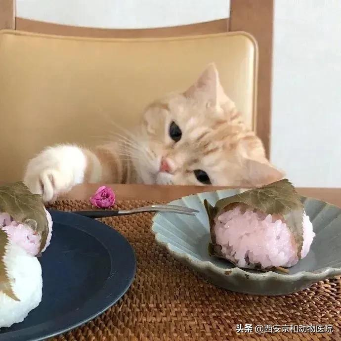 猫咪到底该不该绝育？