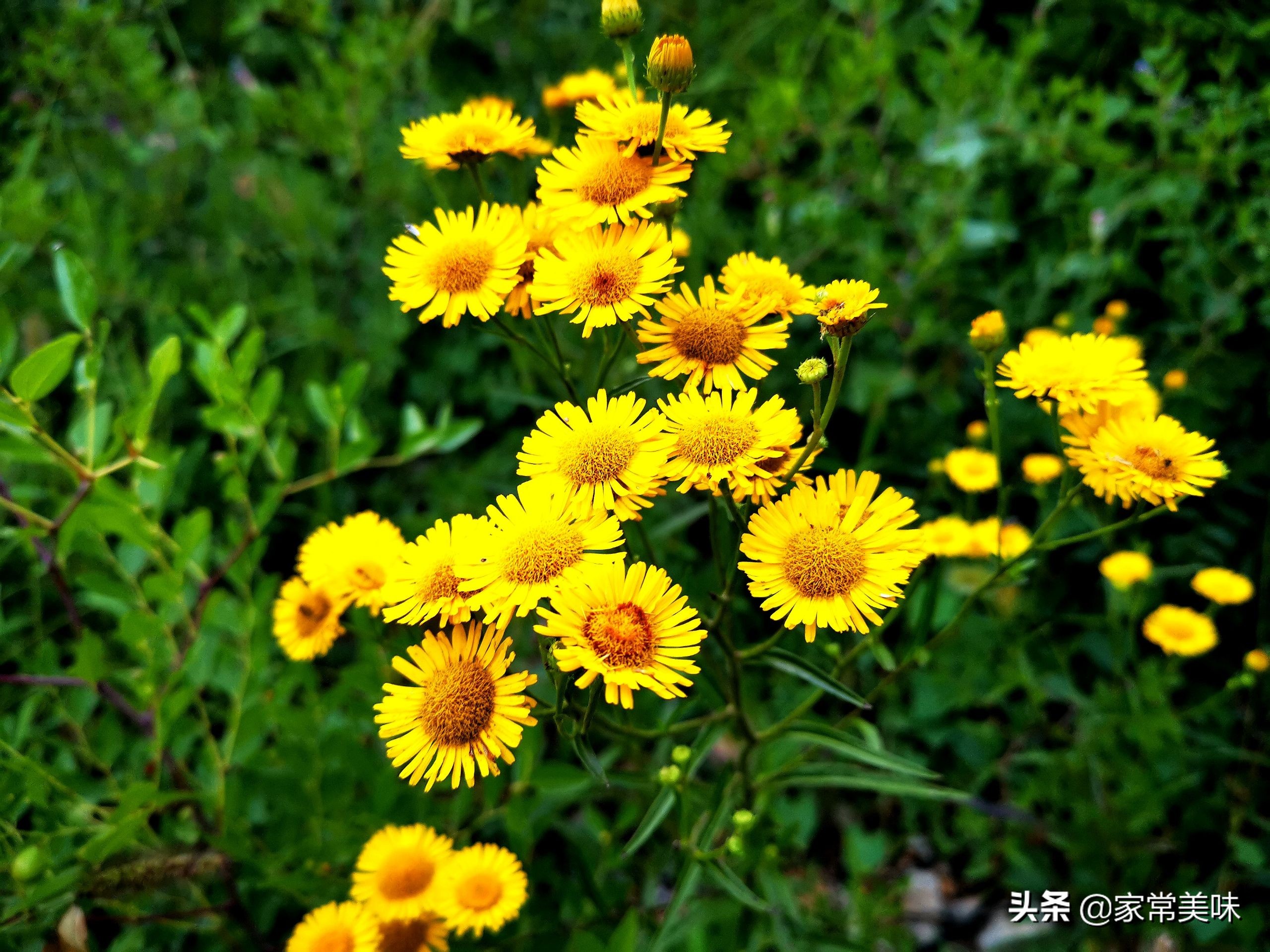 农村餐桌最常见的10种野菜，你吃过几种？见到它们你敢说都认识？