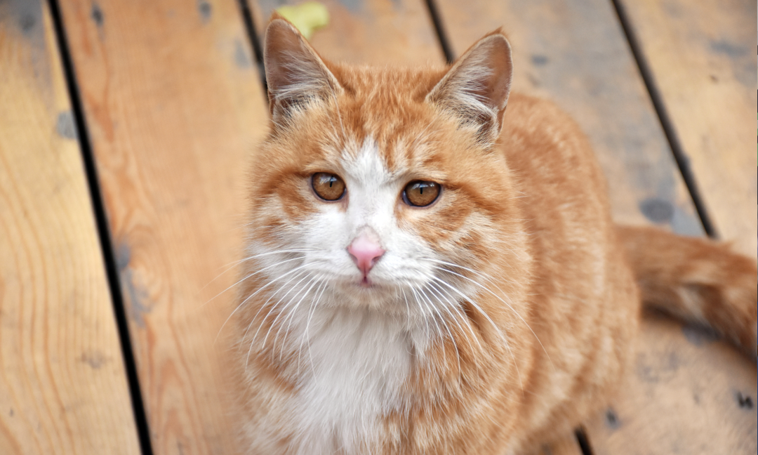 高清大图预警！北京高校“绝美”春景放送，随手一拍就是壁纸！