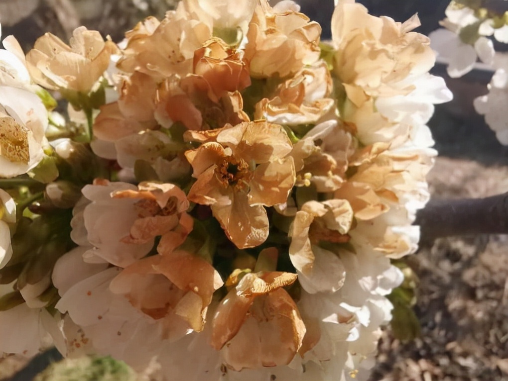 芸苔素能防寒抗冻？这篇文章告诉你真相