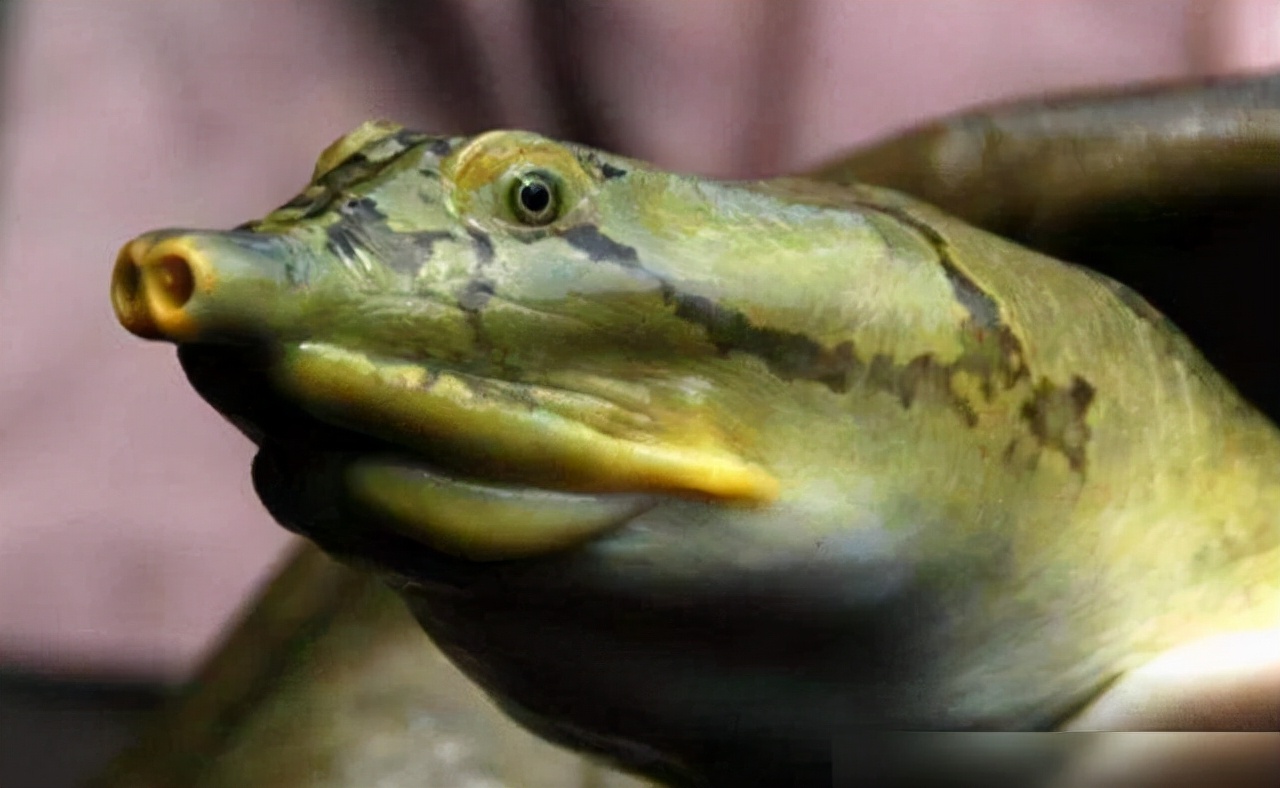 人工甲鱼价格多少一斤印度恒河鳖泛滥成灾