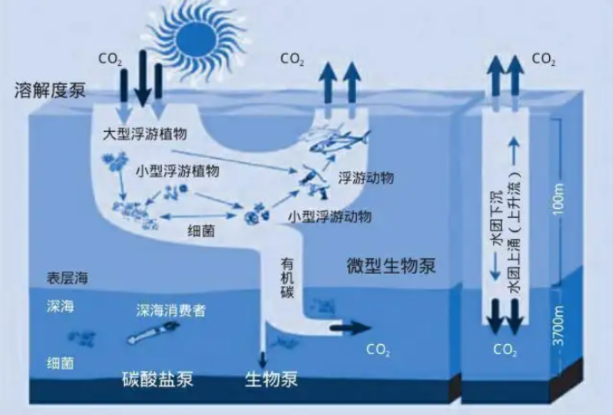 �ϴ������쳣�ķ�Ӧ�����ڷ����̼������̼��Լ���ͷŶ�5.3�ڶ�