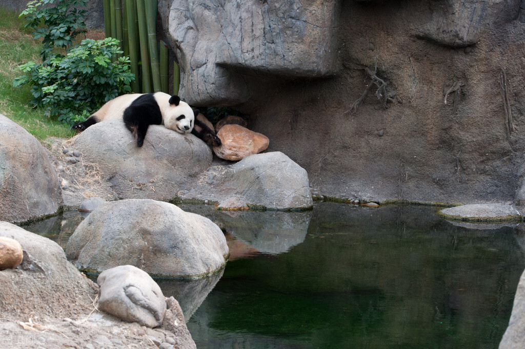 大熊猫的资料完整介绍，国宝大熊猫的介绍和特点