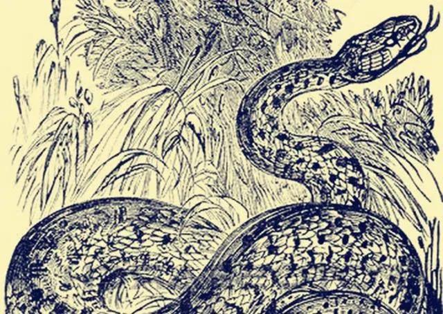 民间故事:男子抓蛇,见女子带他回洞中有蹊跷,道士大喊:莫要怕