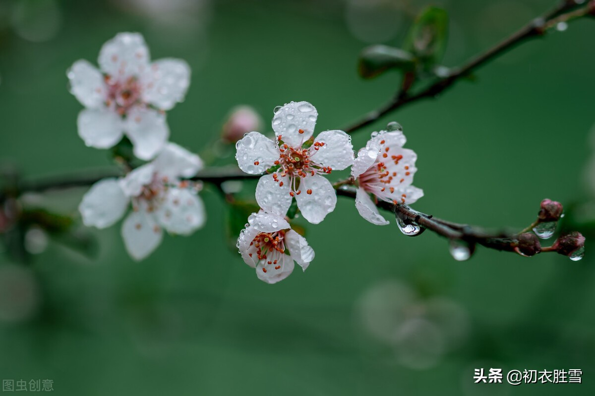 ​ 早春春雨绝句七首：小雨漫空浑不觉，一畦春雨野蔬香