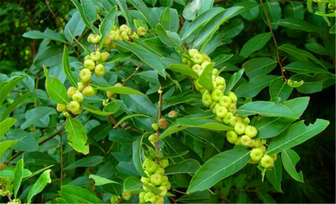 毛果算盘子 算盘子,果实像小南瓜能治牙痛,你认识吗? | 红五百科
