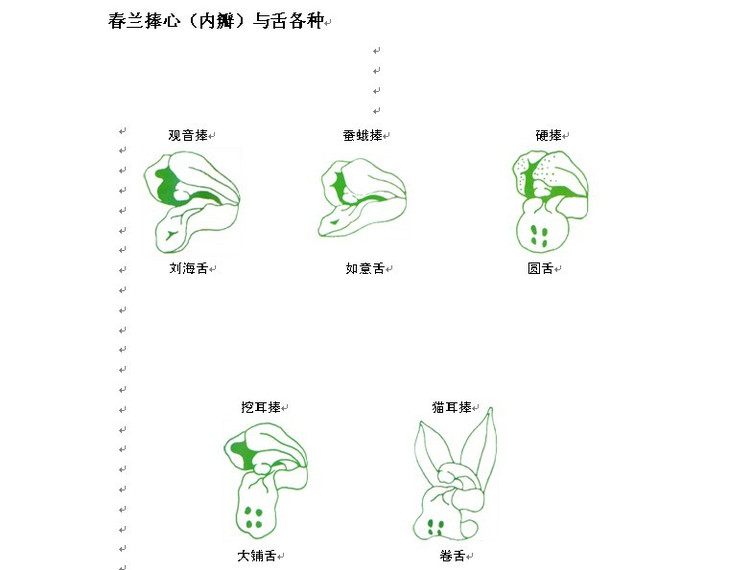 新手怎么鉴别兰花品质的好坏