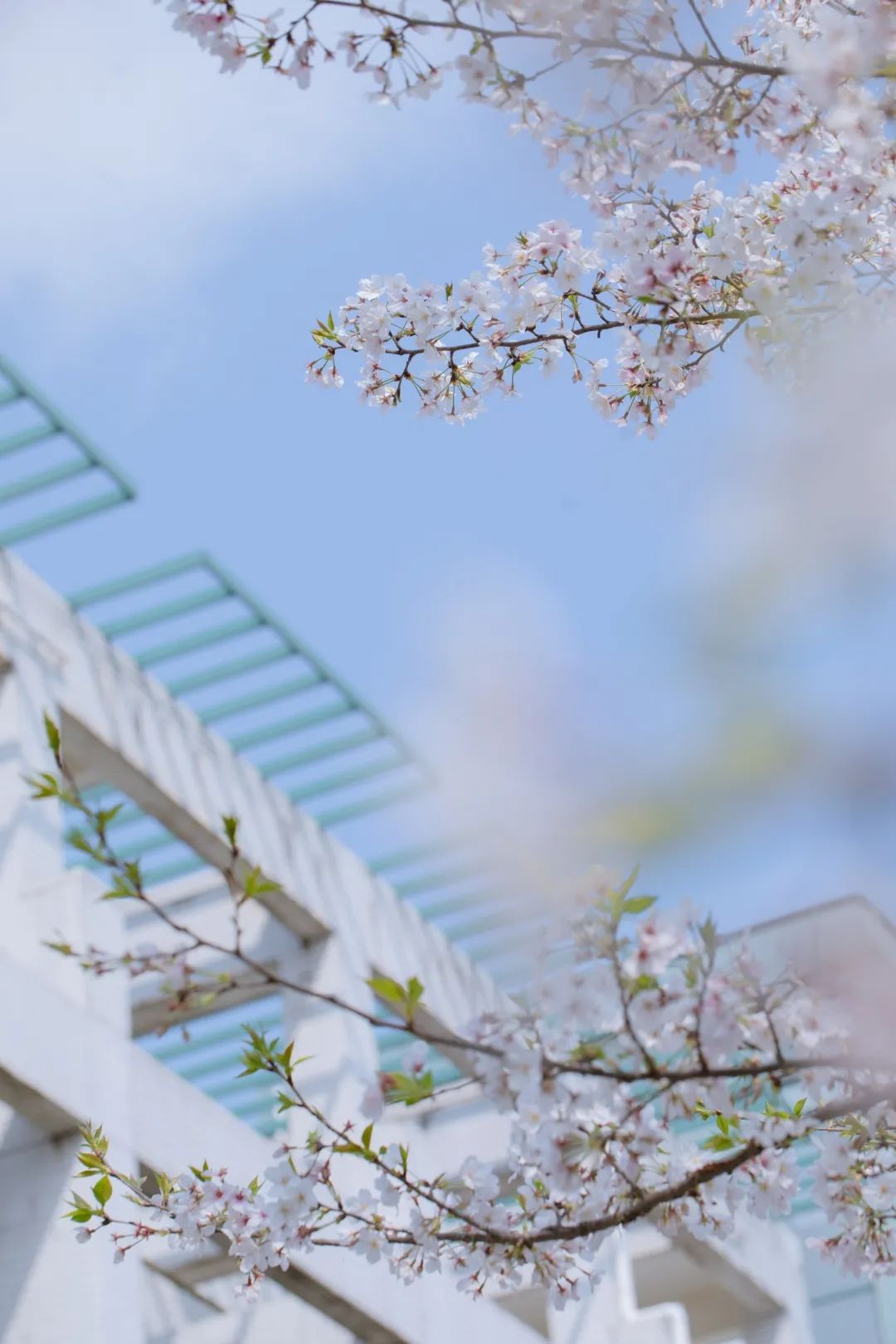 浙大樱雨，许你浪漫春光！每一张都可以做壁纸