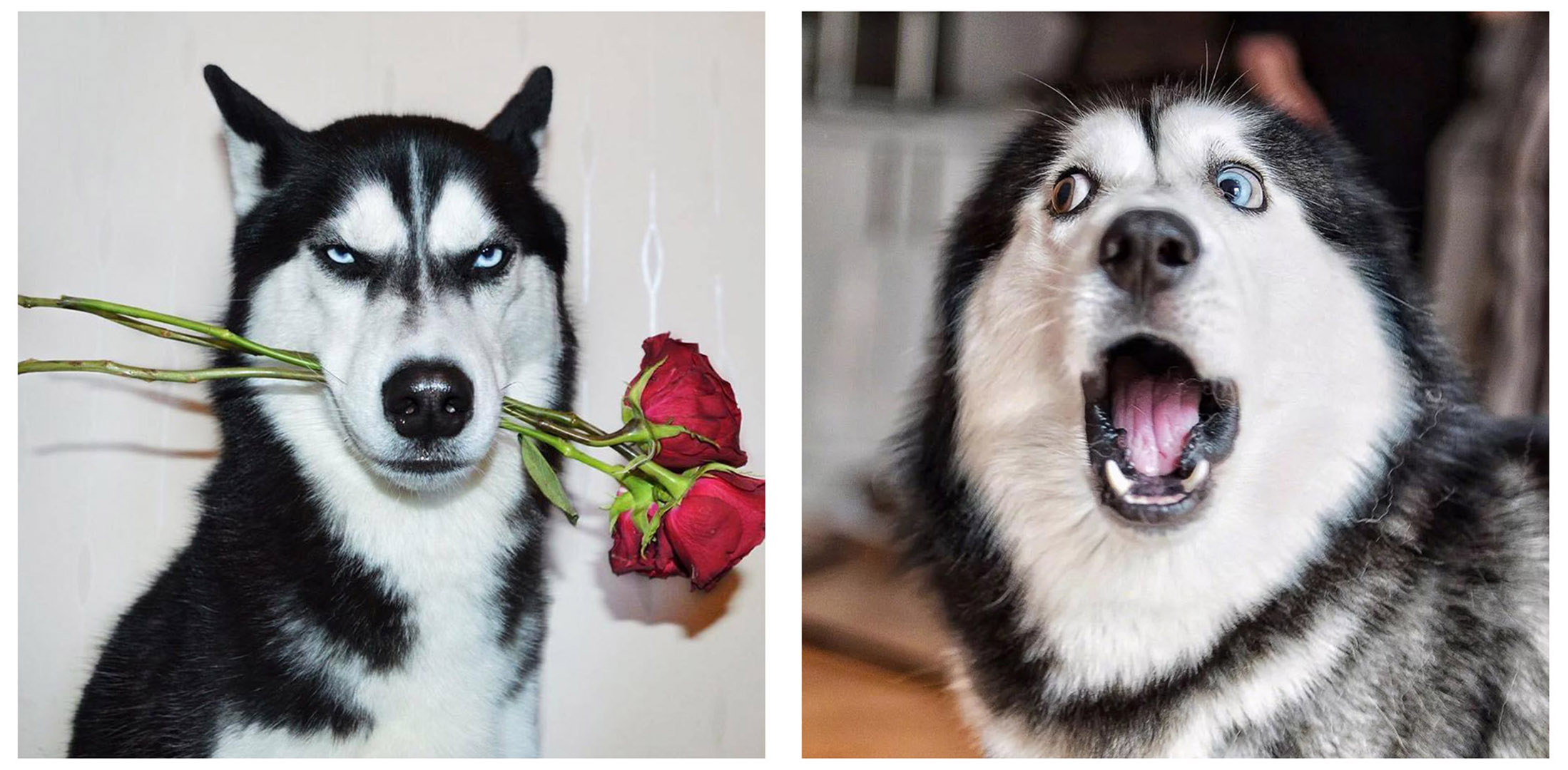 训练1只狗收费2万？宠物学校那么赚钱，为什么很少有人开？