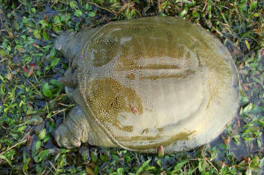 人工甲鱼价格多少一斤印度恒河鳖泛滥成灾