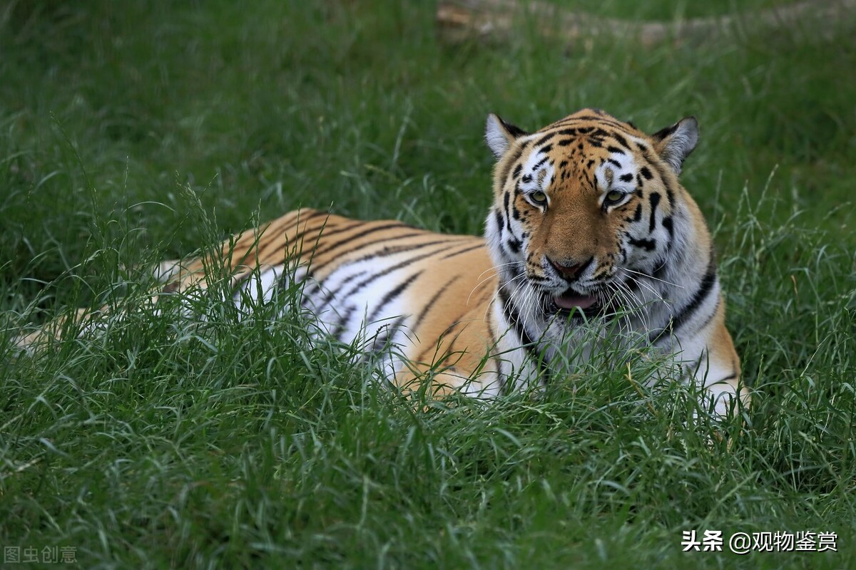 老虎会把猫当小老虎吗（老虎与猫有同样的祖先）