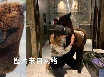 在王思聪身边七年的她，凭借“狗保姆”爆红：我不死，尔等都是妃