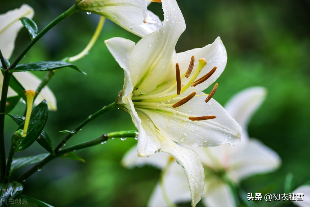 夏花百合美诗六首：花气宜人百合传，与君重结后生缘