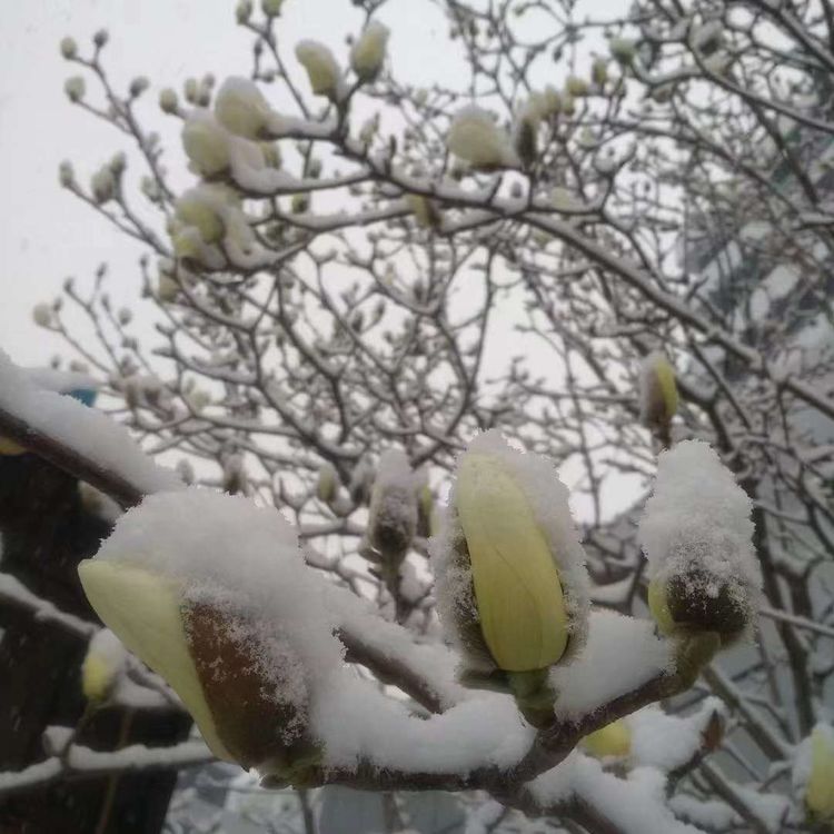 一场雪，让这里的春天真美 摄影/诗文：李武兵
