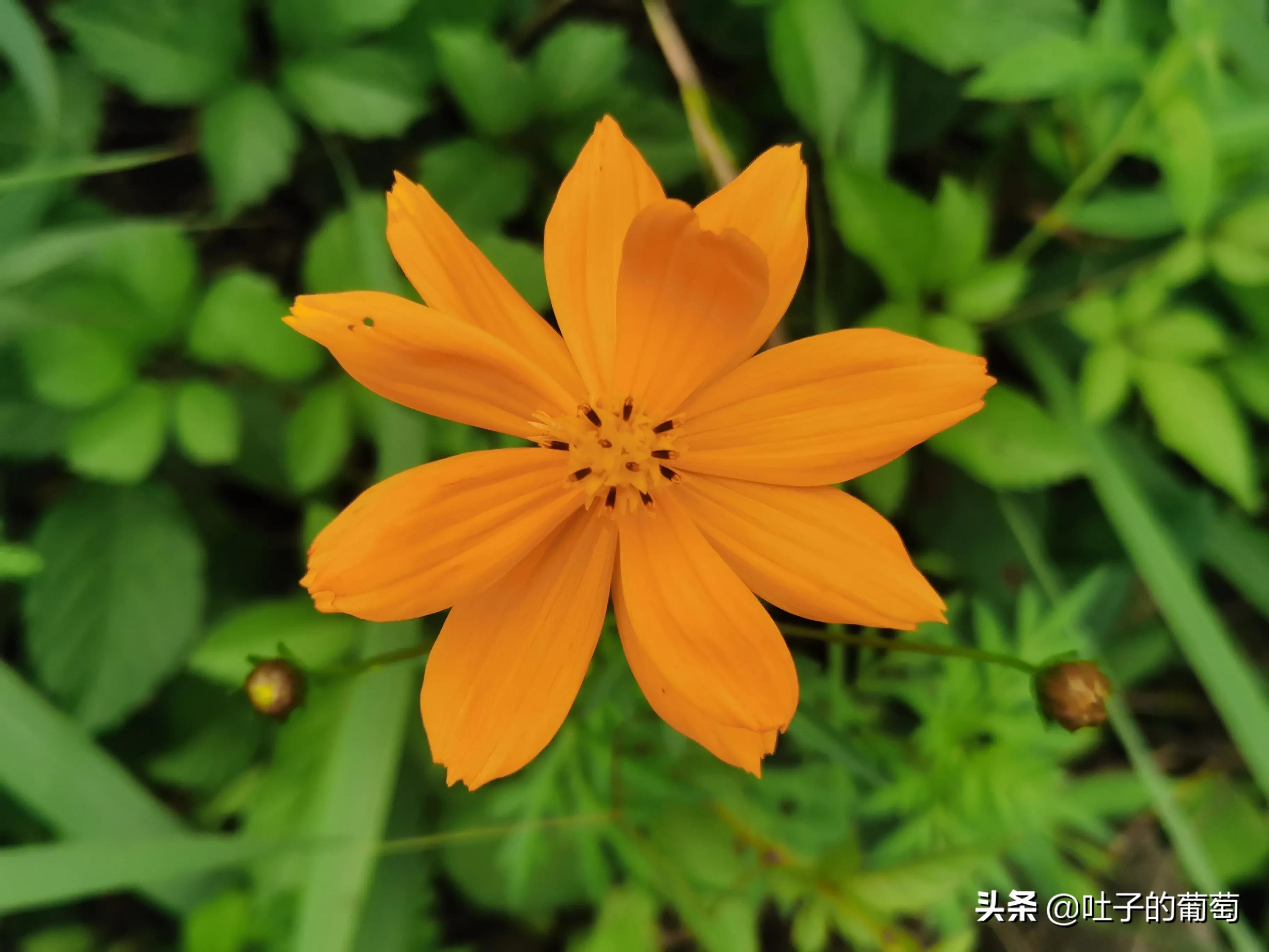 来看看刚刚盛放的花朵儿,美的如梦似幻