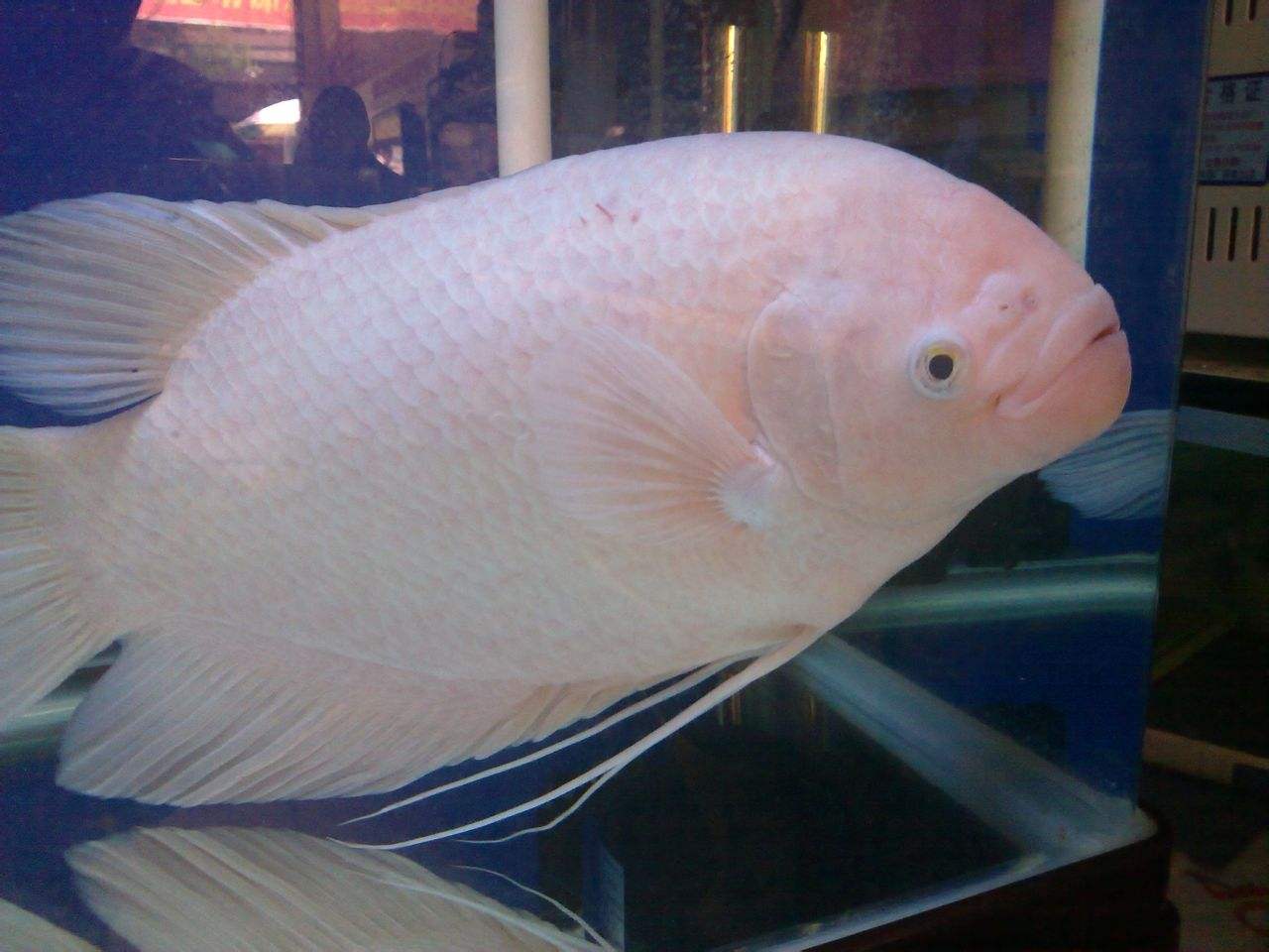 招财鱼都死了还能有财来吗招财鱼要死了能救吗