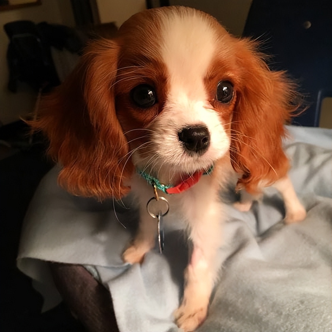 查理士王小猎犬介绍(优秀的查理王小猎犬的优秀之处)