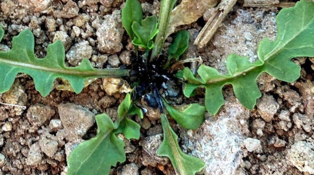国外小伙造激光机器人1小时除草10万株，地毯式“轰炸”，AI识别