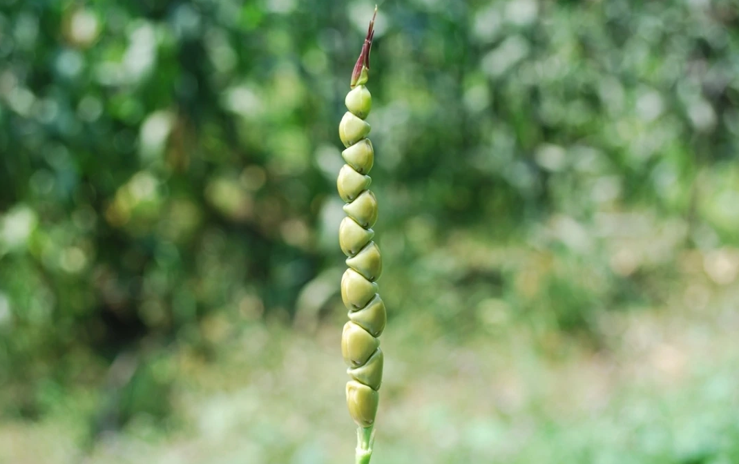10000年以前的玉米,还只是一棵平凡的野生杂草,它经历了什么?