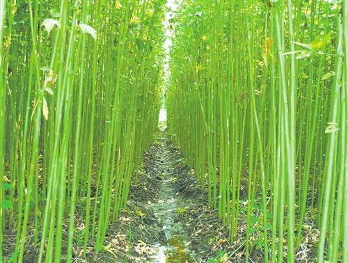 草本植物.种类主要有大麻,苎麻,苘(qing 三声)麻,亚麻等.