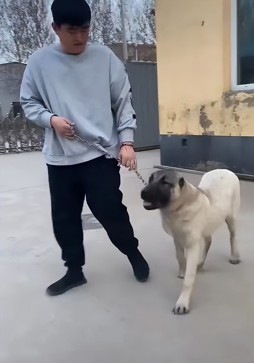 赵本山的公子赵一楠花几百万买条狗，贫穷真的限制了俺的想象