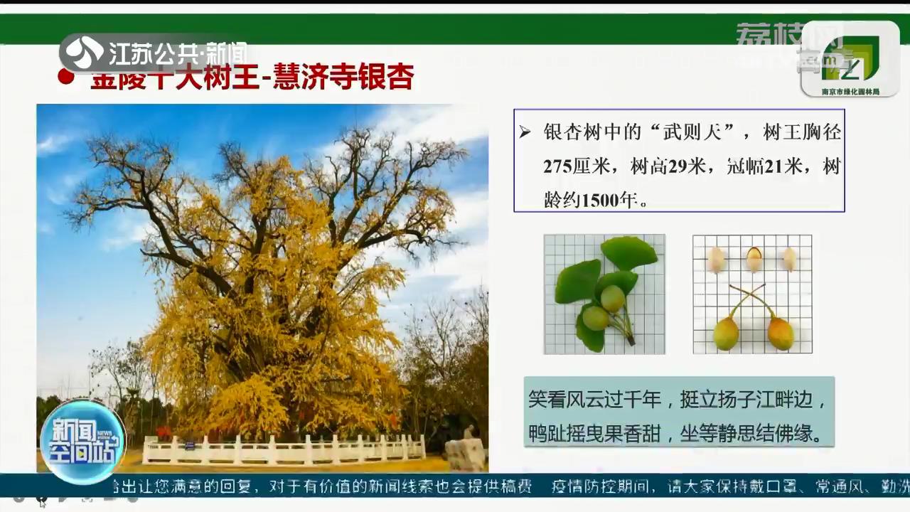 &ldquo;金陵十大树王&rdquo;公布 排名第一的南京椴为华东地区最大
